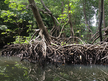mangrove-swamp